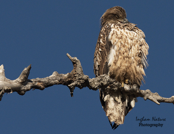 American Bald Eagle - Juvenile