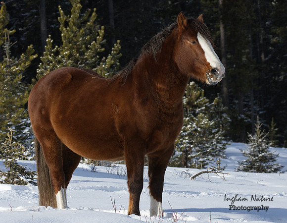 Wild Horses - Stallion