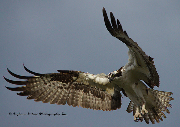 Osprey - Male