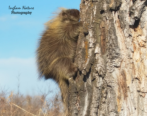 Porcupine - North American