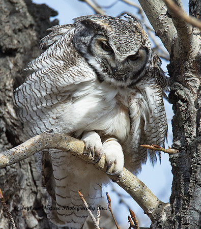 Great Horned Owl - Male