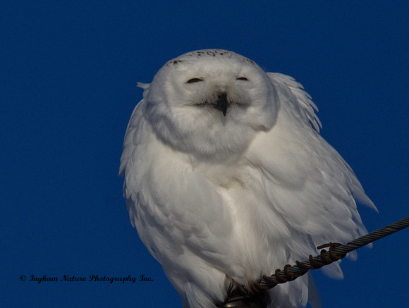 Snowy Owl - Male