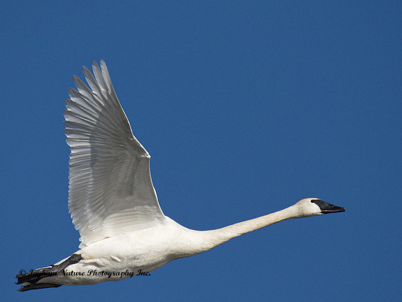 Trumpeter Swan - Adult