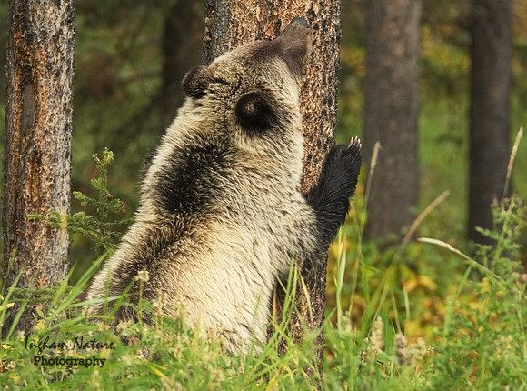 Grizzly Bear - Juvenile