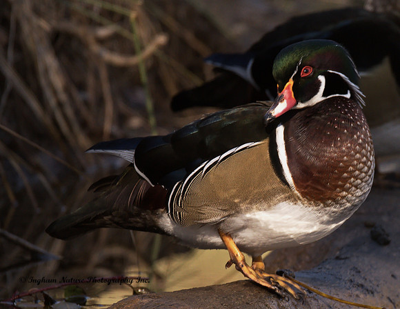 Wood Duck - Male