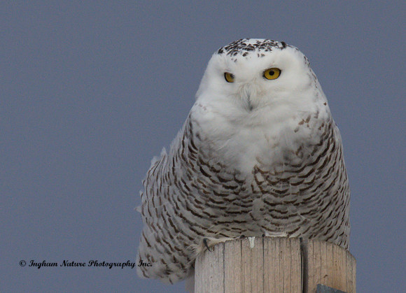 Snowy Owl - Female