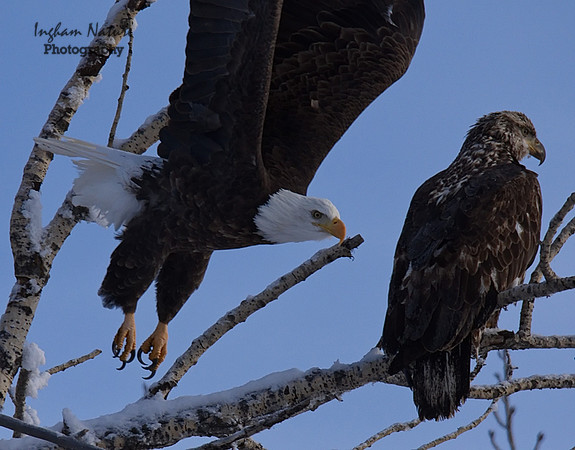 American Bald Eagle - Adult & Juvenile