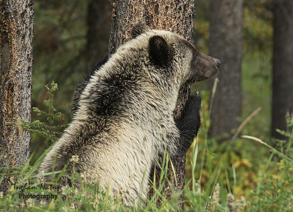 Grizzly Bear - Juvenile