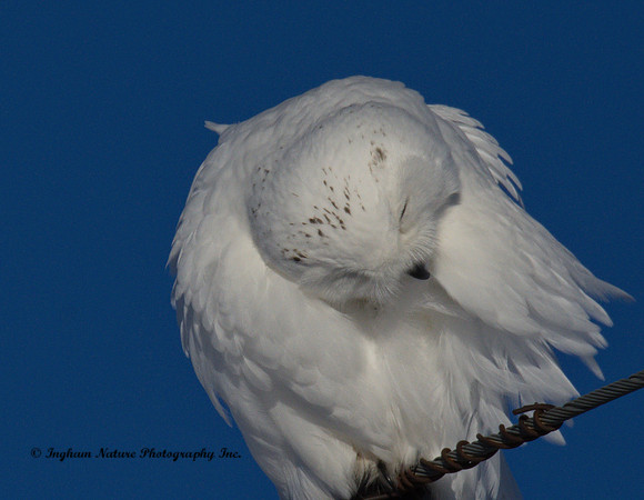 Snowy Owl - Male