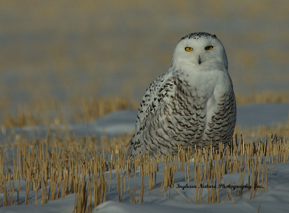 Snowy Owl