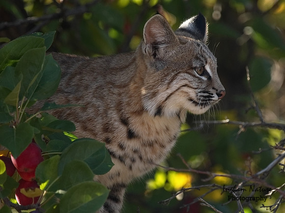 Bobcat (Lynx rufus) - Juvenile