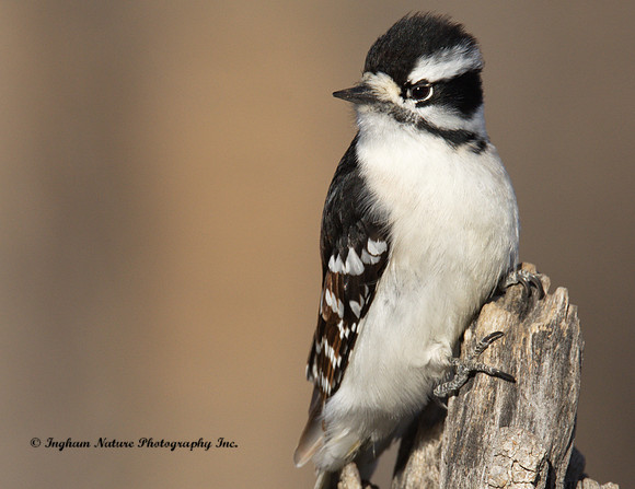 Downy Woodpecker - Female
