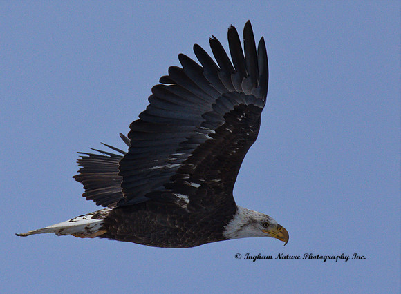 American Bald Eagle - Adult