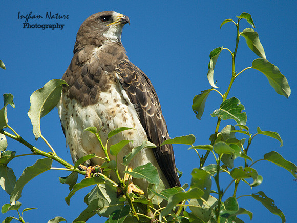 Swainson's  Hawk