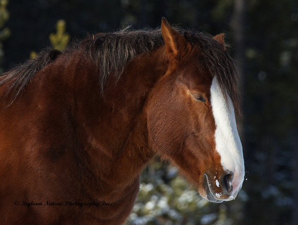 Wild Horses - Stallion