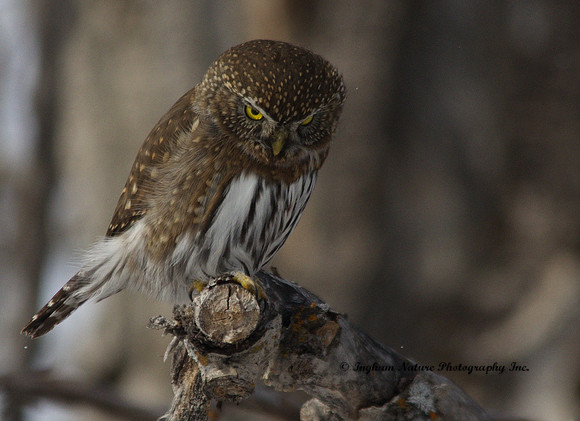 Northern Pygmy Owl