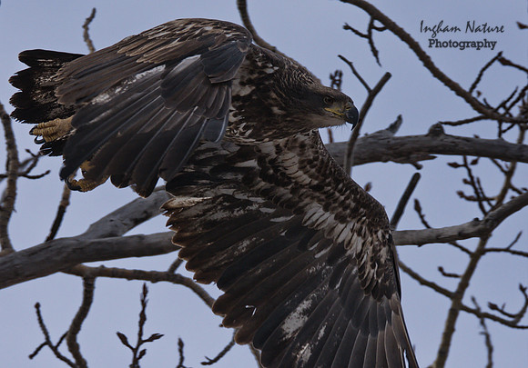 American Bald Eagle - Juvenile