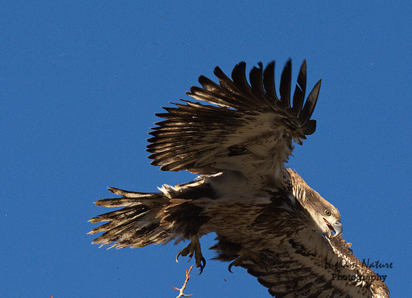 American Bald Eagle - Juvenile