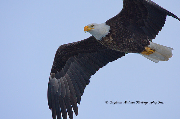 American Bald Eagle - Adult