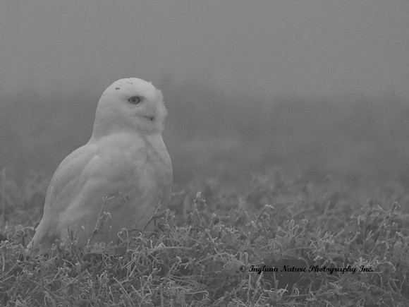 Snowy Owl - Male