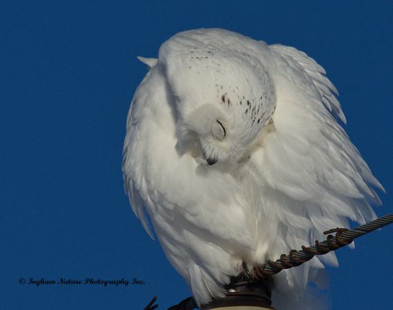 Snowy Owl - Male