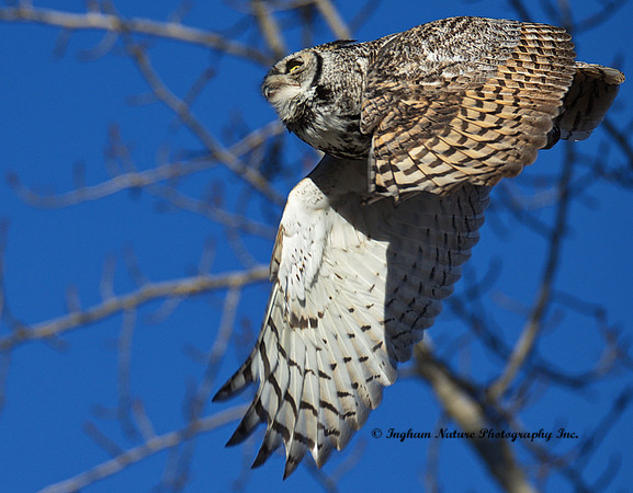 Great Horned Owl - Male