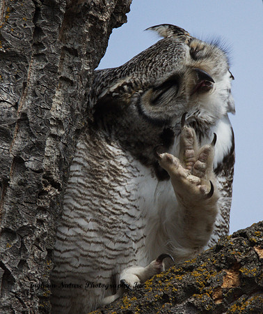 Great Horned Owl - Male