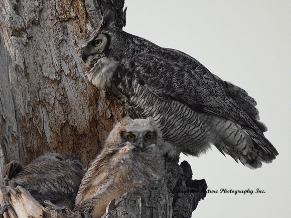 Great Horned Owl - Female & Owlets