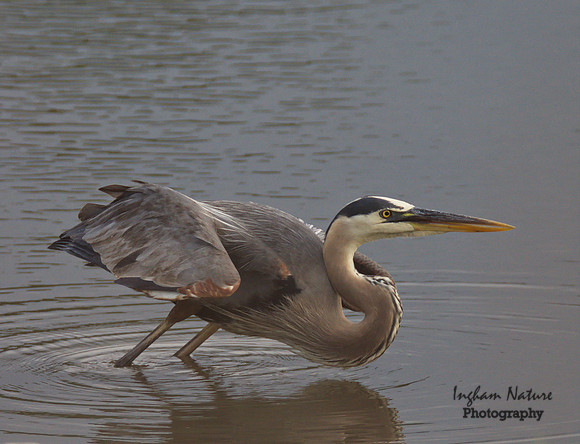 Great Blue Heron