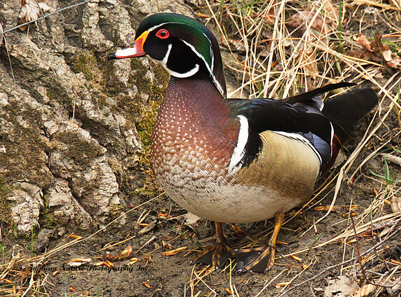 Wood Duck - Male