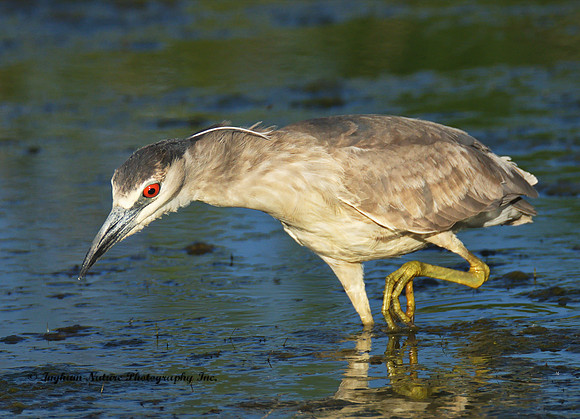Black Crowned Night Heron