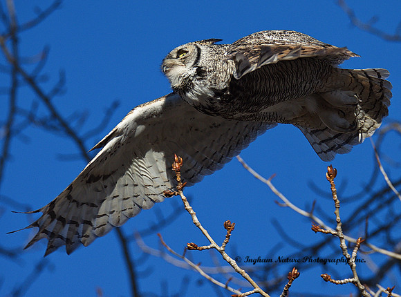 Great Horned Owl - Male