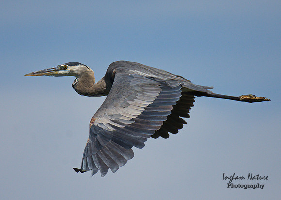 Great Blue Heron