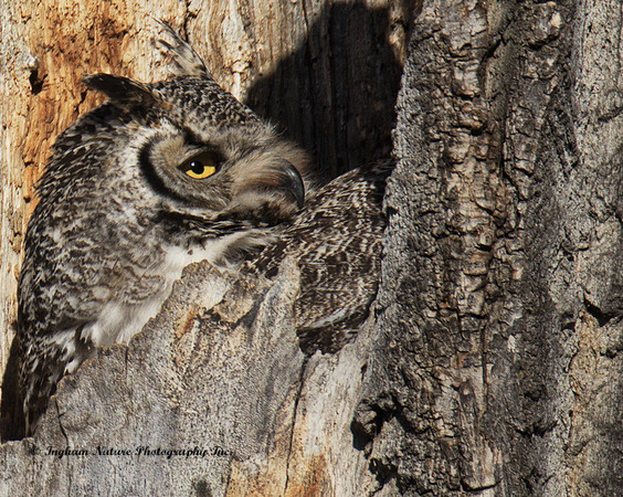 Great Horned Owl - Female