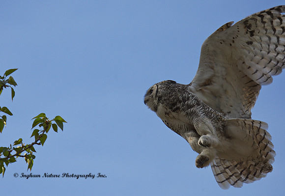 Great Horned Owl - Female