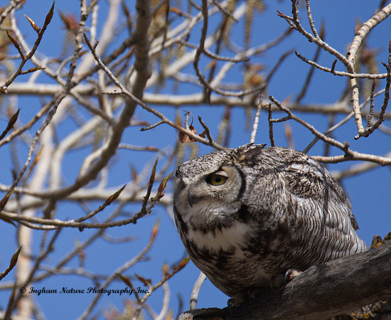 Great Horned Owl - Male