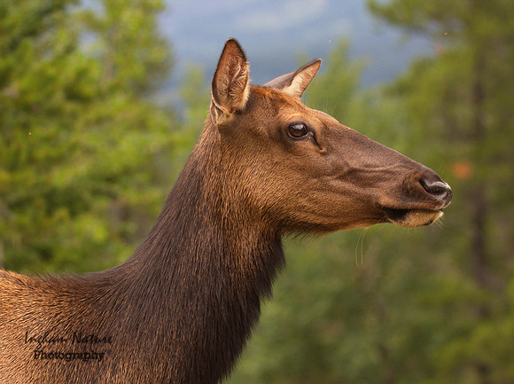 Elk - Female