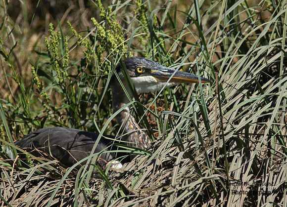 Great Blue Heron - Juvenile