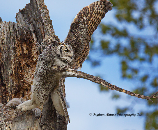 Great Horned Owl - Female