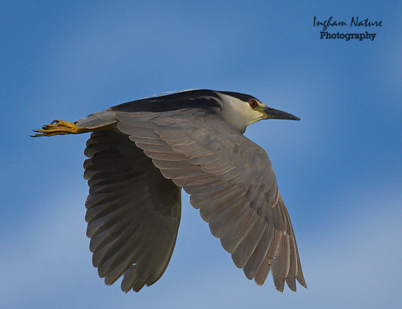 Black Crowned Night Heron