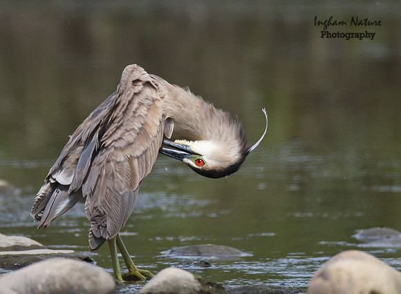 Black Crowned Night Heron