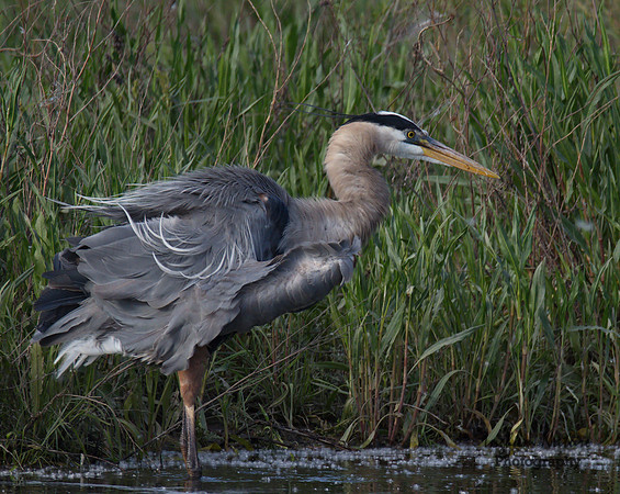 Great Blue Heron