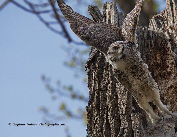 Great Horned Owl - Female