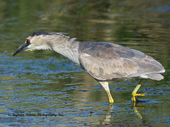Black Crowned Night Heron