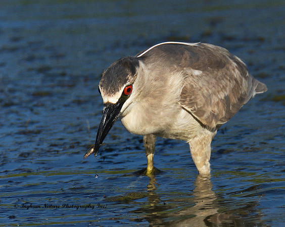 Black Crowned Night Heron