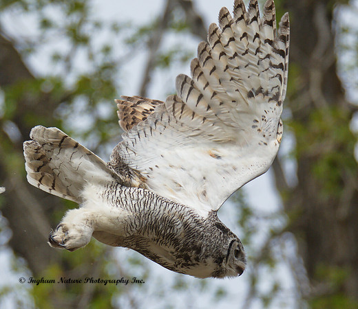 Great Horned Owl - Female