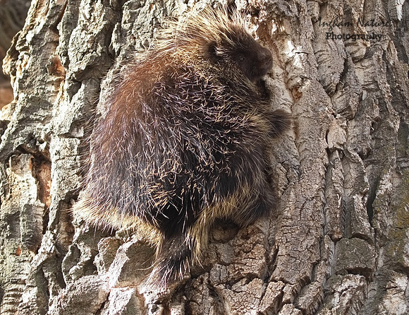 Porcupine - North American