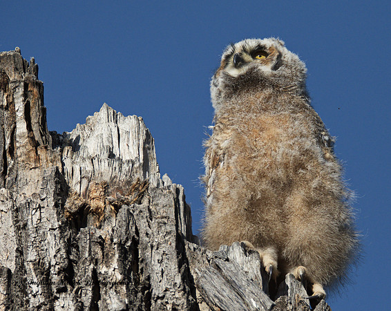 Great Horned Owlet
