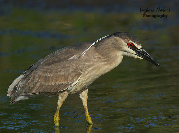 Black Crowned Night Heron