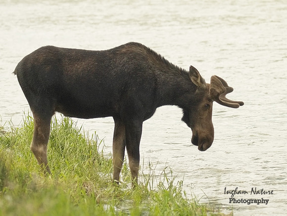 Moose - Male